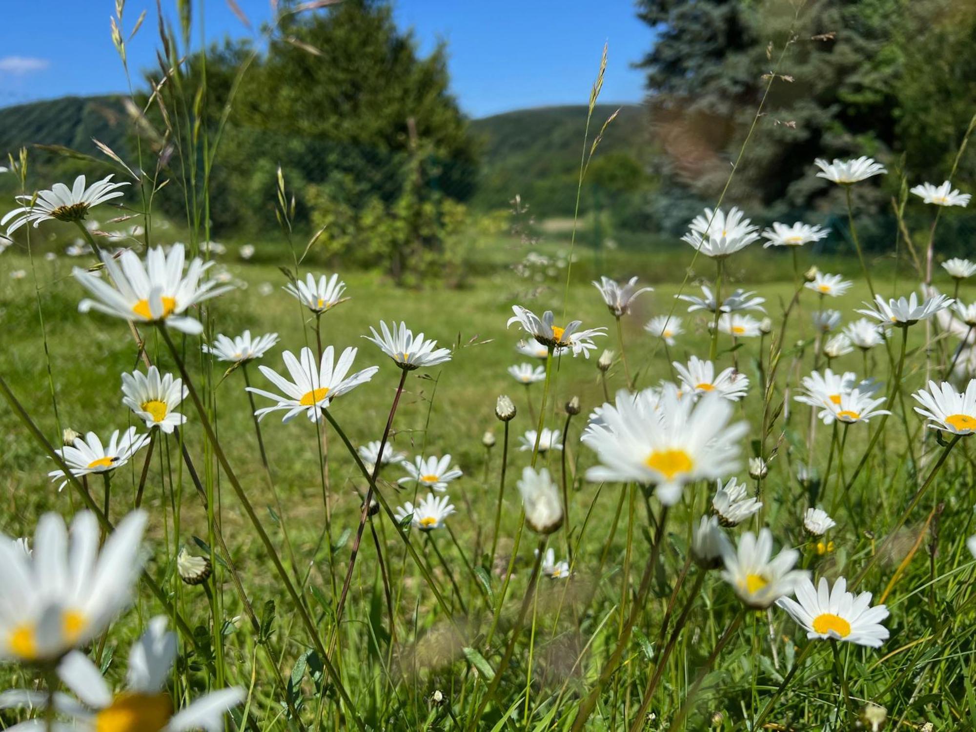 Ferienhaus Eifelone ไฮม์บาค ภายนอก รูปภาพ
